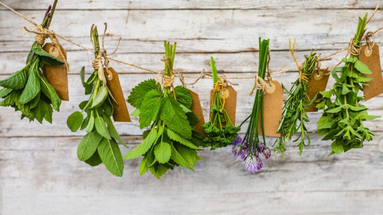 Report of Aromatic and Medicinal Plants