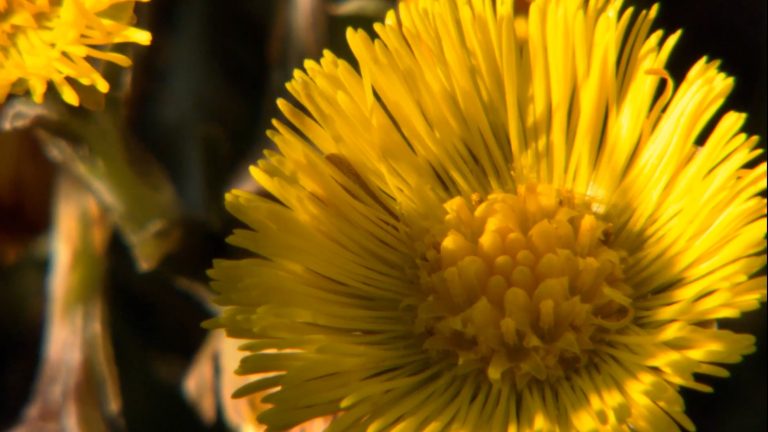healing power from nature